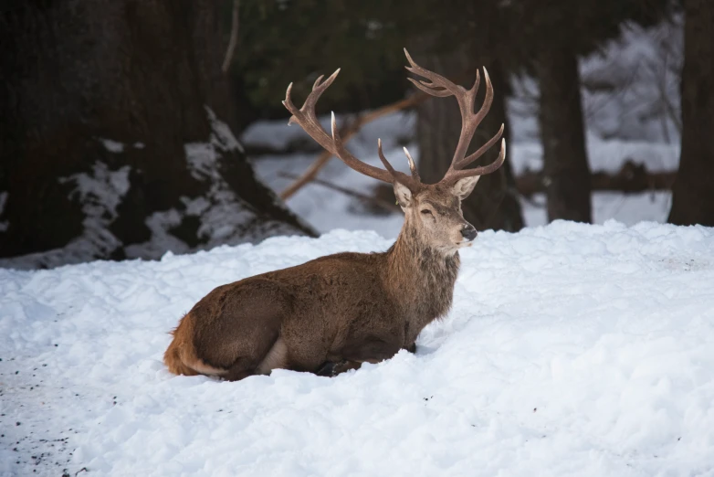 a deer sits in the snow looking toward a camera