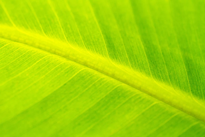 a bright green leaf with an orange tip