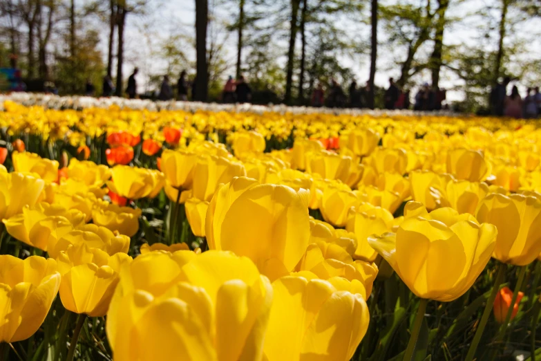 yellow and red tulips with others on the top of them