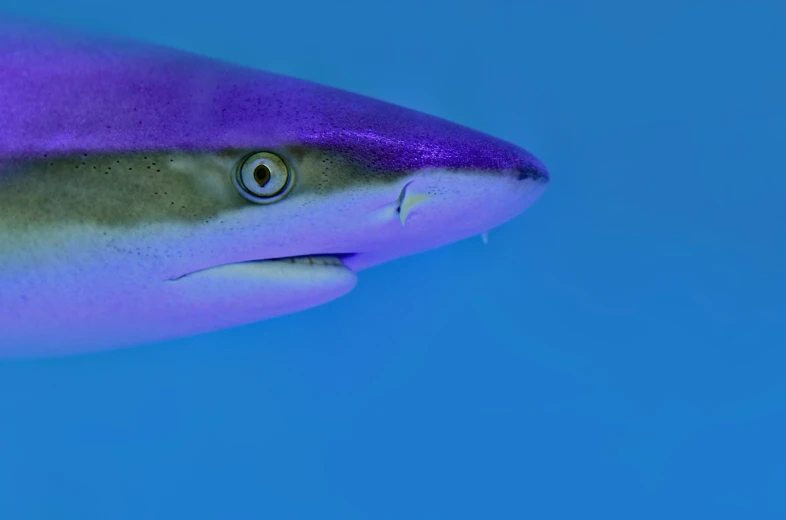 close - up of a shark with its face on a blue background