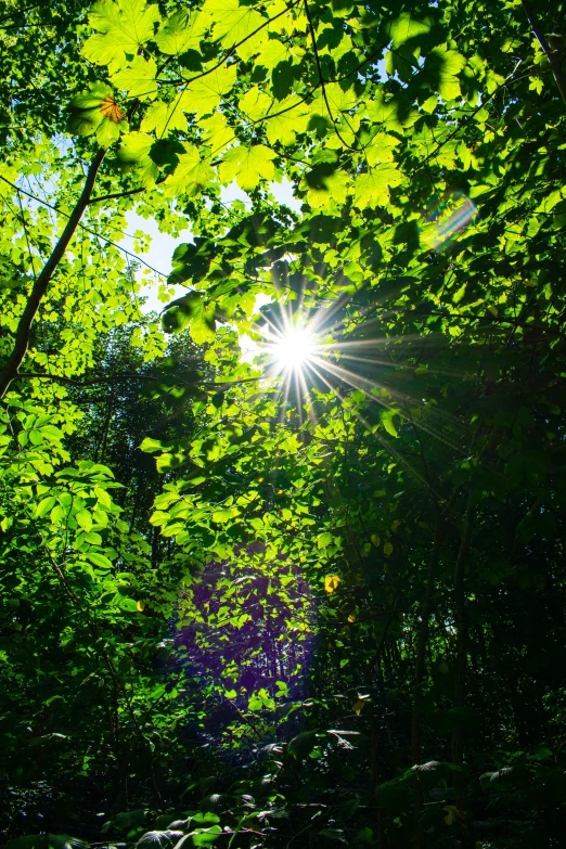 the sun shining through the green trees