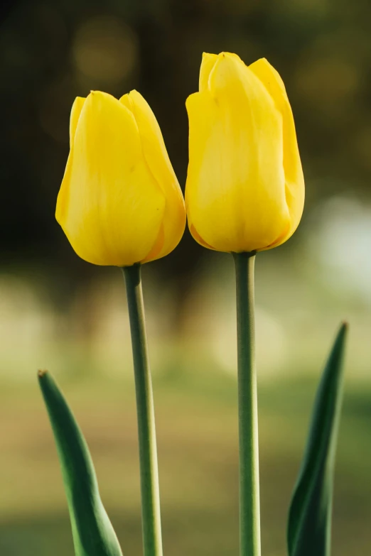 yellow flowers in the grass with blurred background