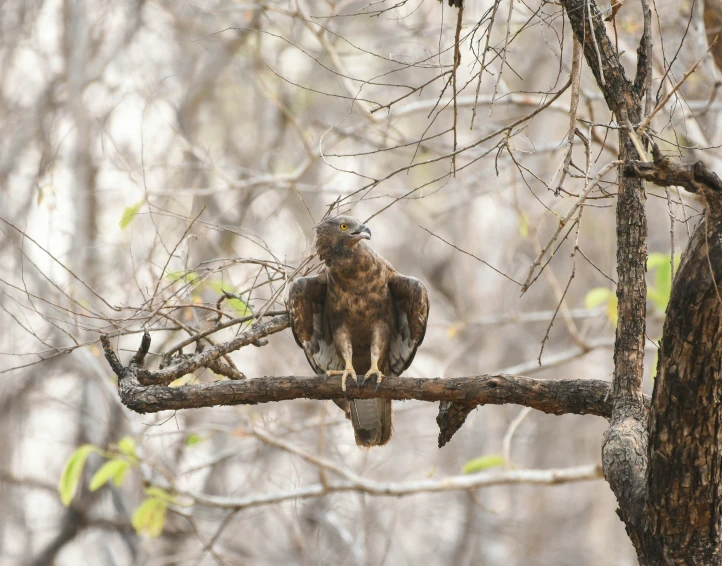 a large brown bird perched on a tree nch