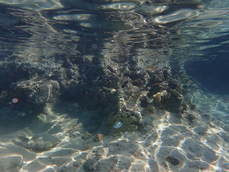 a group of corals in the water off the coast