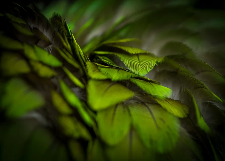 an extreme closeup po of green leaves