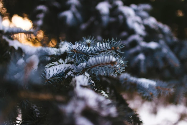 a close up picture of an evergreen tree