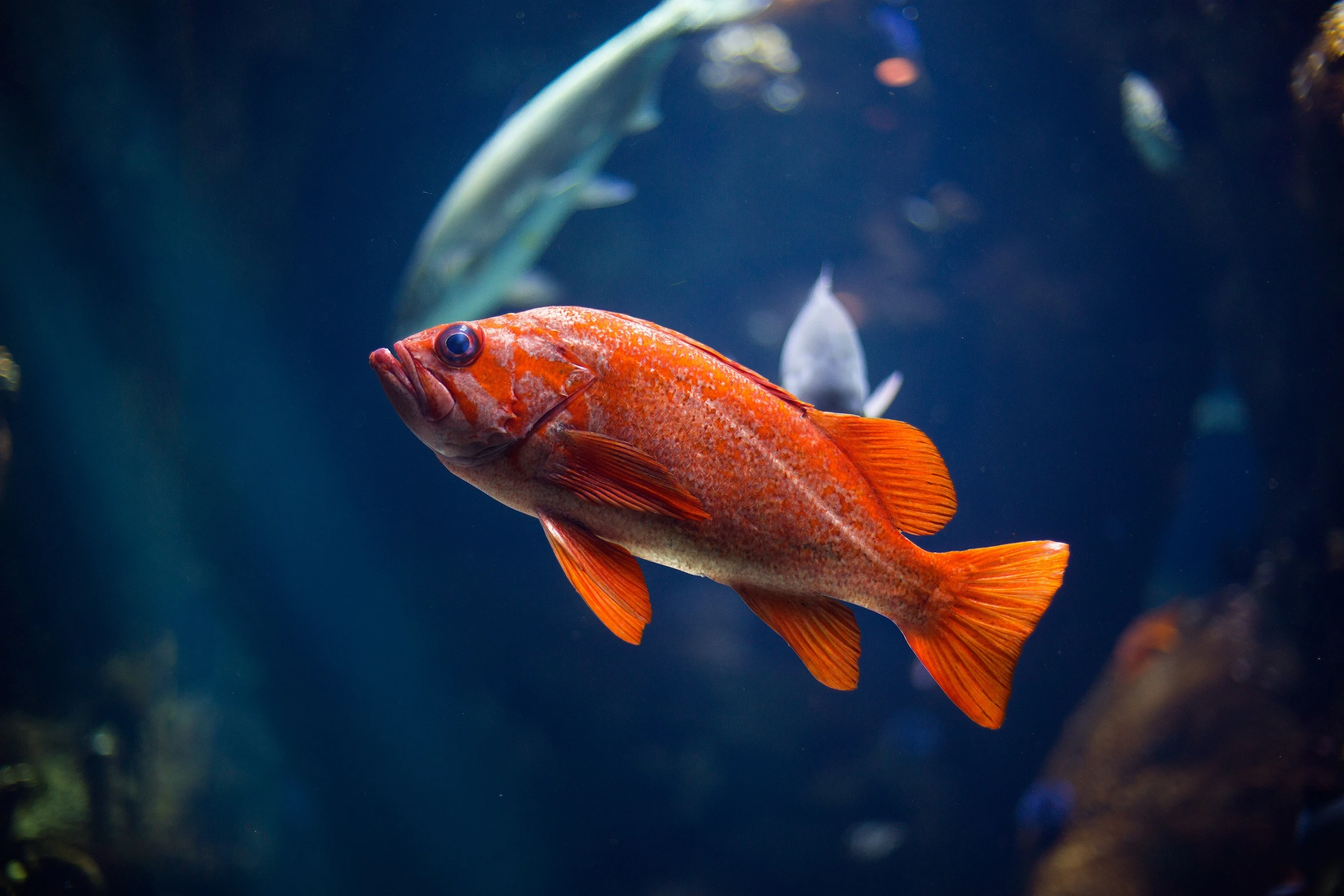 a fish with orange fin on its body swimming