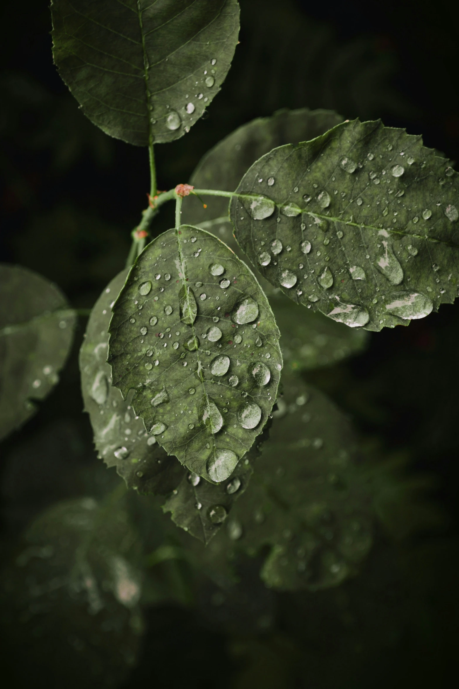 a couple of leaves with drops of water on them