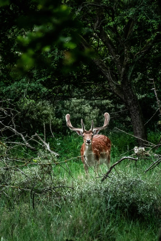 a deer standing in tall grass and woods