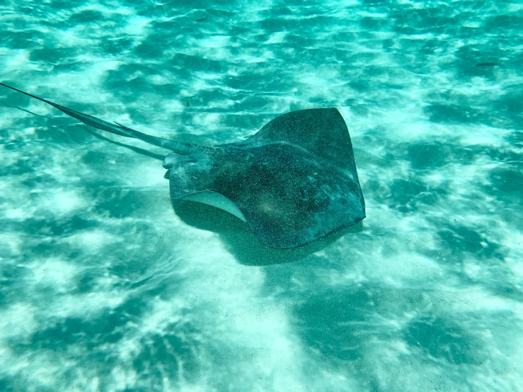a sting ray in shallow ocean water