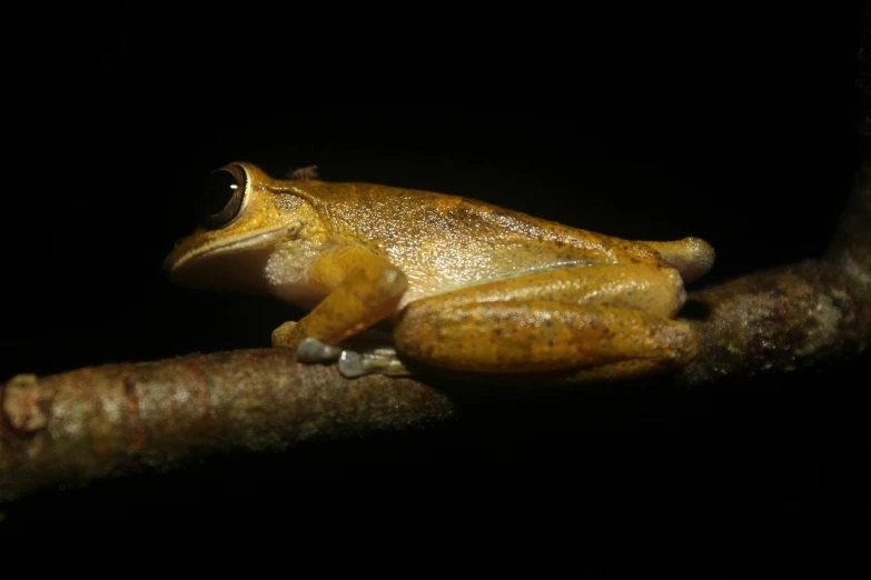 the frog is on the limb in the dark