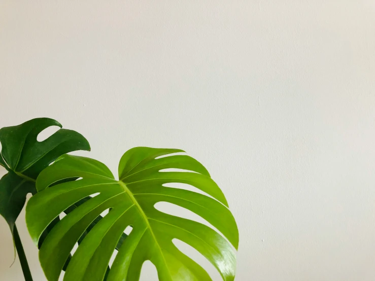 green leaf on white wall in a modern room