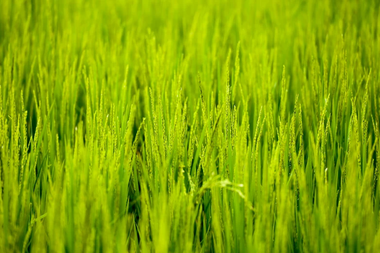 the grass is green and tall with green stems