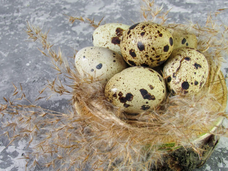 brown and white speckled quail in a nest