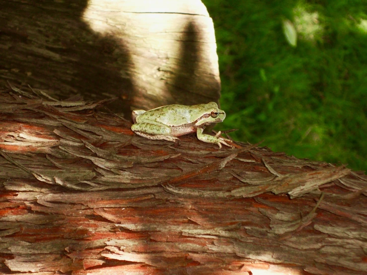 a frog that is sitting on the trunk