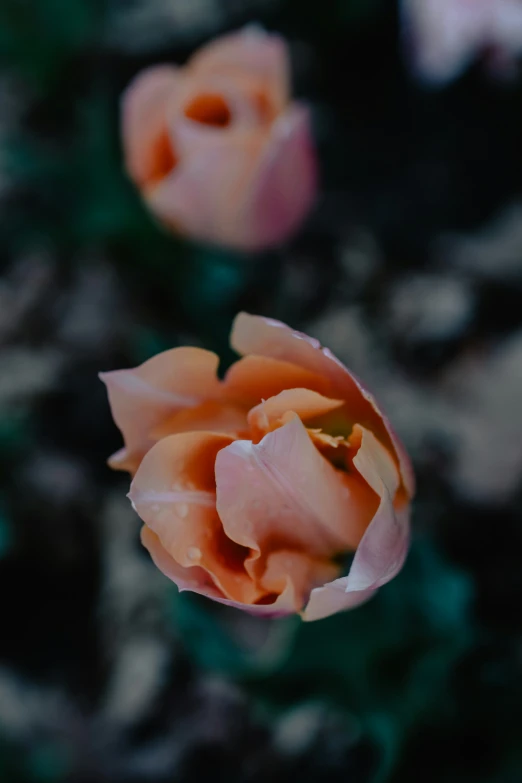 two peach colored flowers on a stalk in a garden