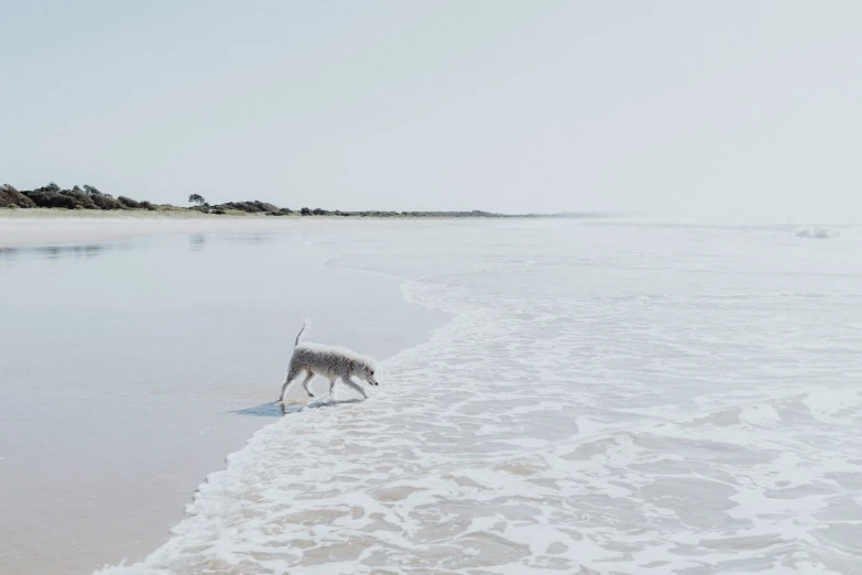 a large dog walking on top of a beach