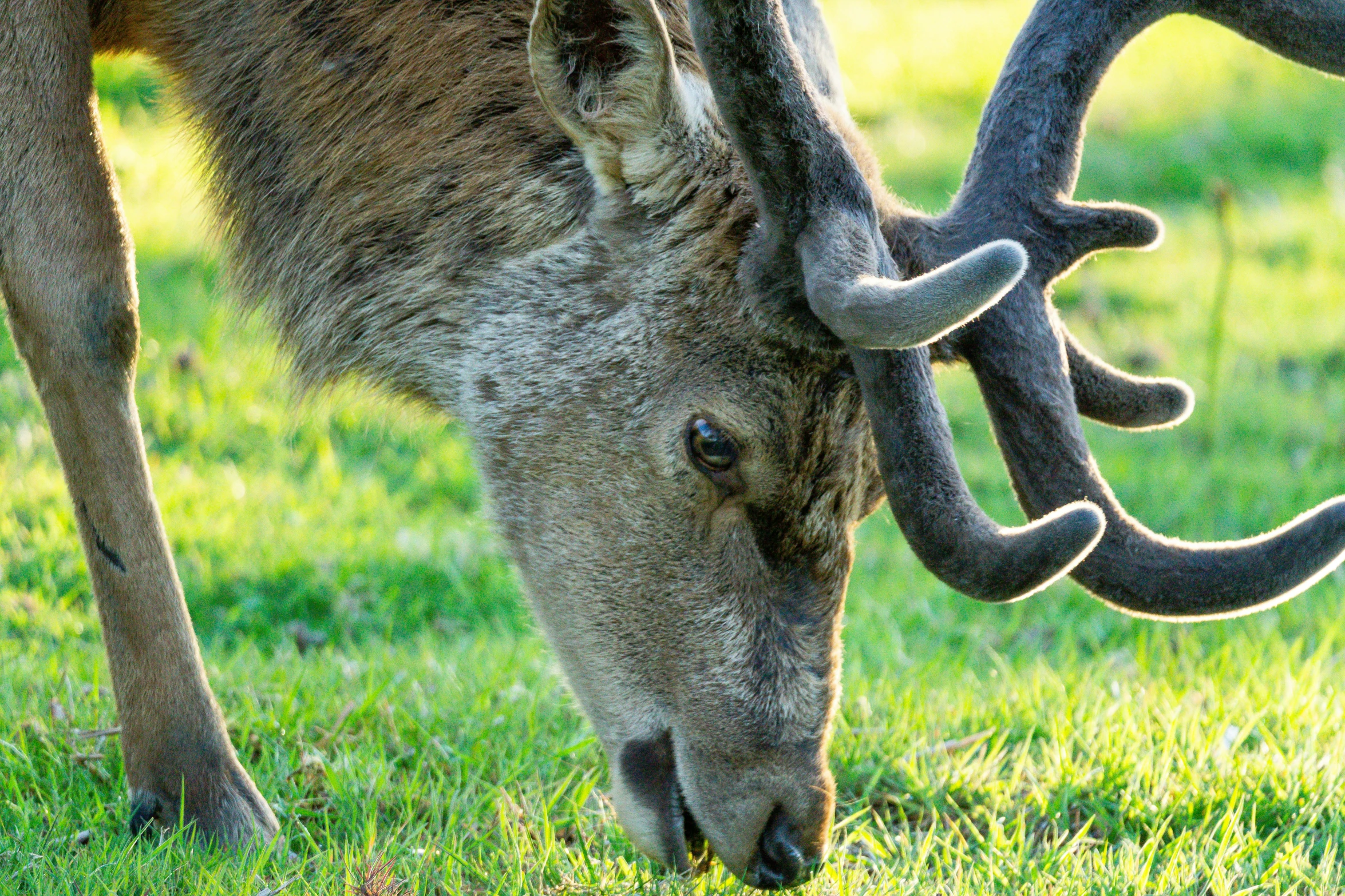 a young deer grazing on grass in a field