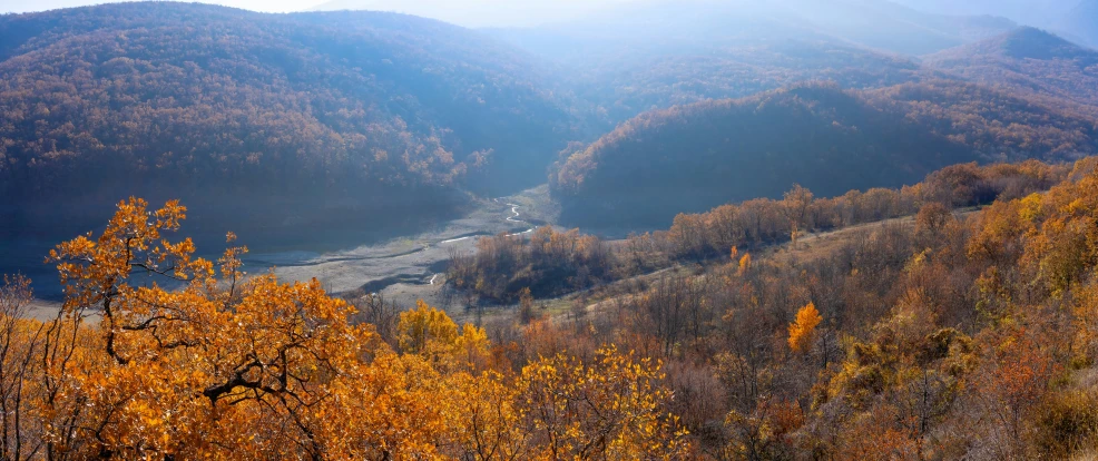 a forested area with a river in the center