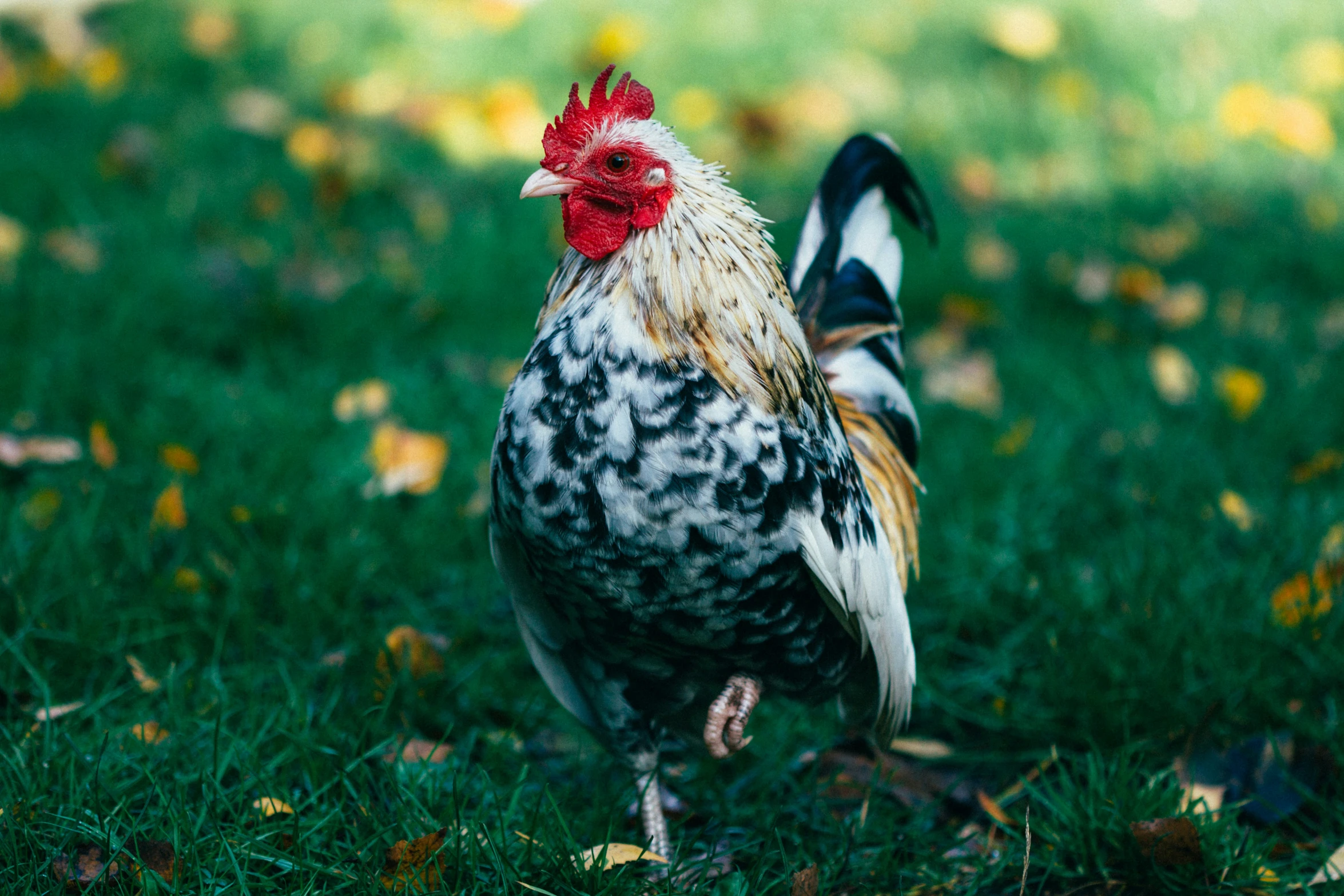 there is a rooster that is on the grass