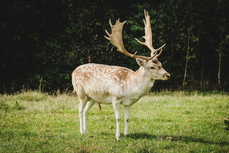 a reindeer with large horns standing in grass