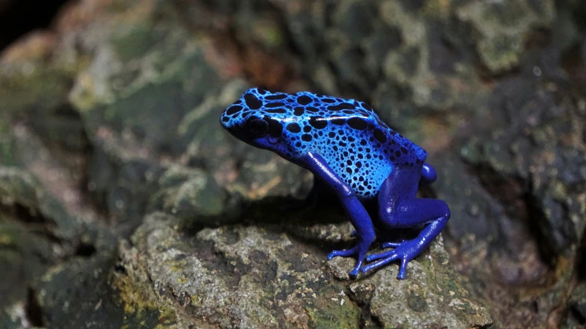 a blue and black frog is standing on some rocks