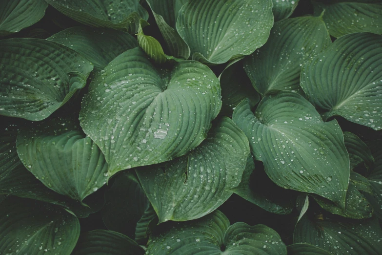 many leaves are covered with dew