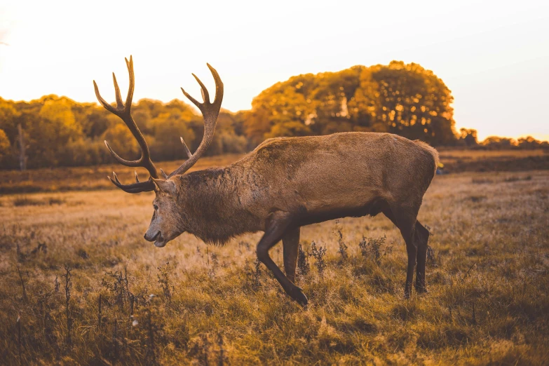 a big elk is walking through a field