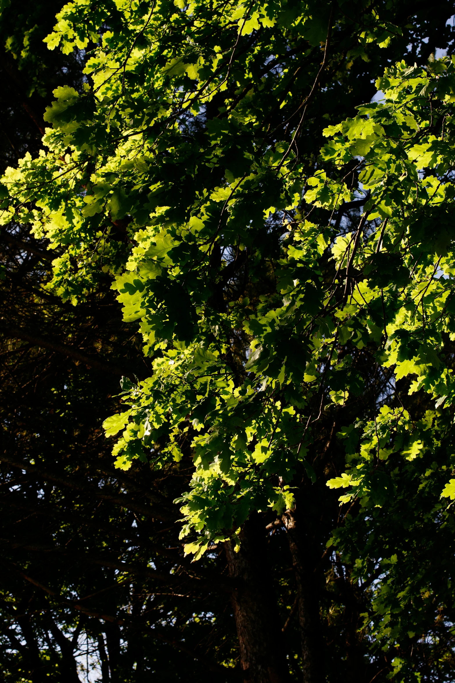 a large tree is shining in front of the sky