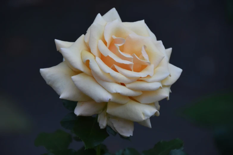 a flower that is white with orange petals