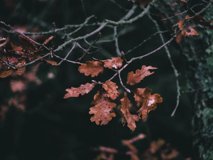 an autumn nch of a tree with leaves