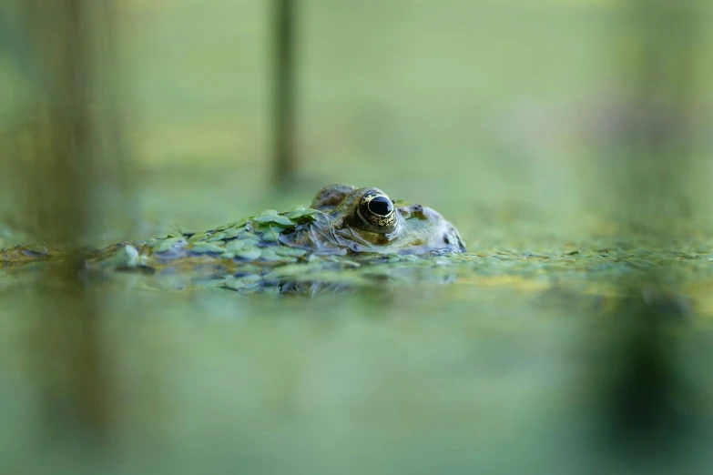 a frog swimming in a pond with his head sticking out