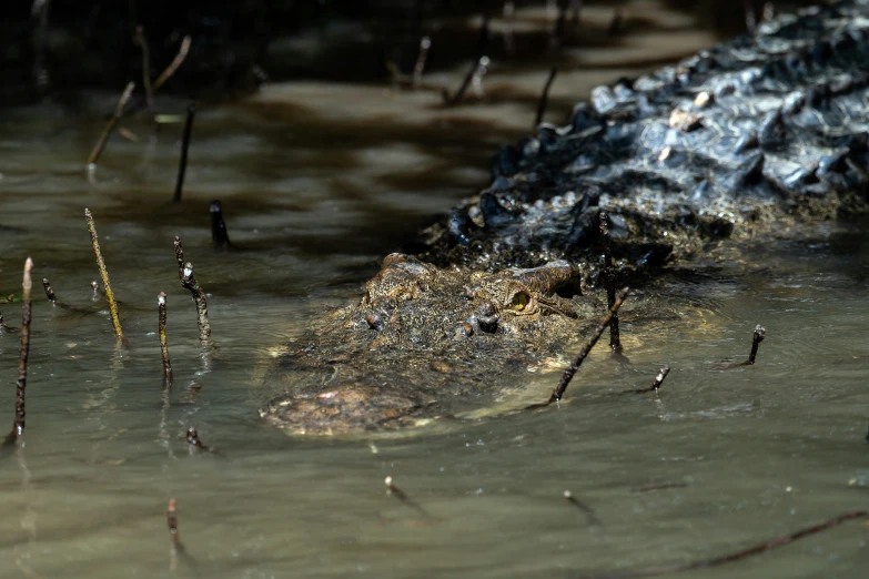 a alligator is laying in the water