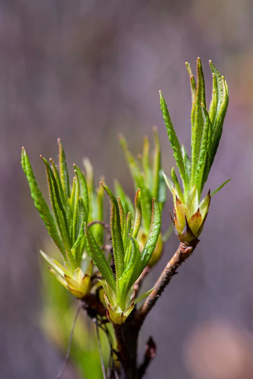 small leaves in the nches of a tree