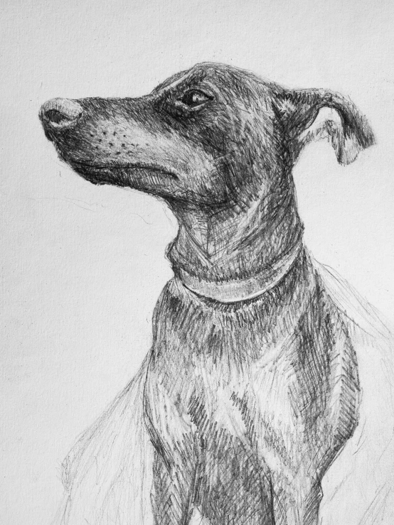 a pencil drawing of a dog in a dress