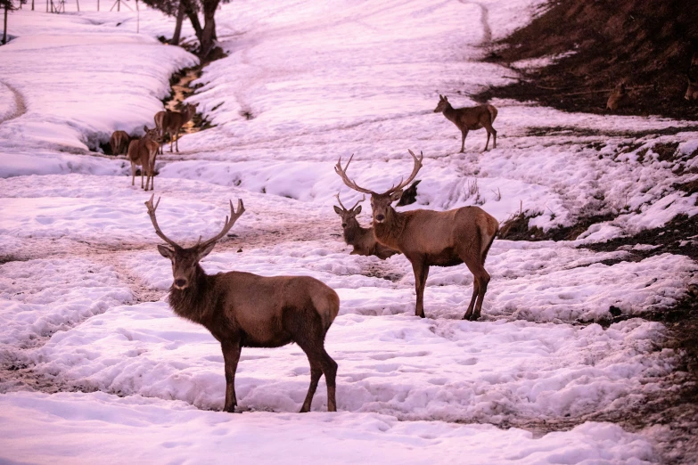 four deer are walking in the snow during winter