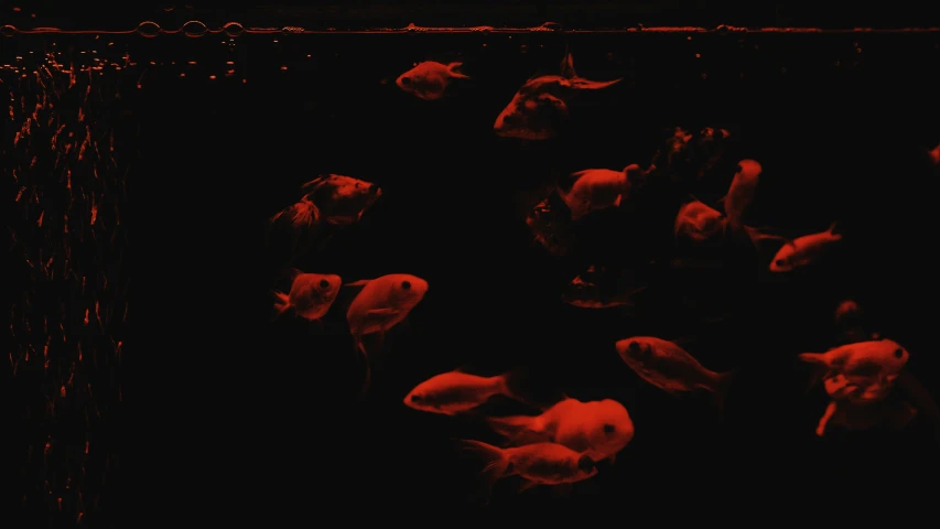 a group of fish swim together in a dark water tank