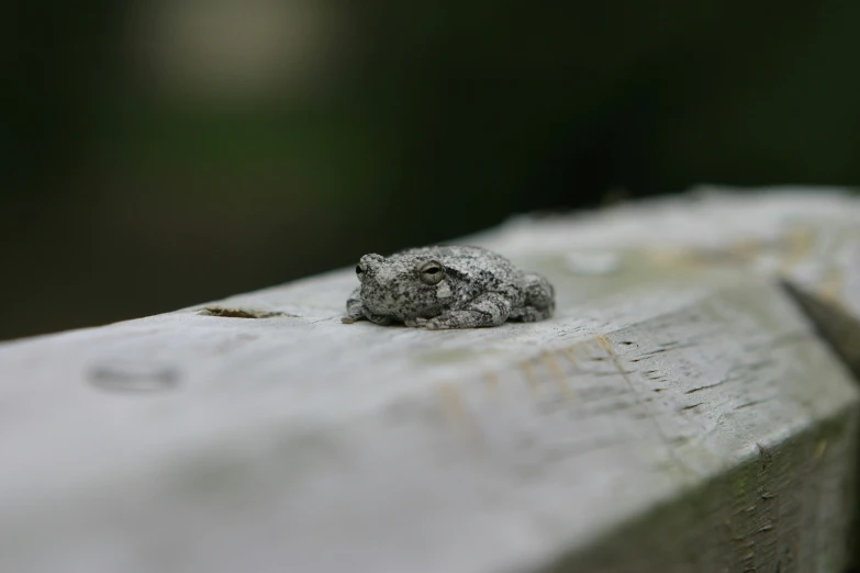 a small stone with a face sitting on a bench