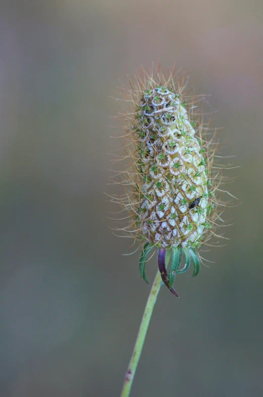 the flower of a plant with brown spots on it