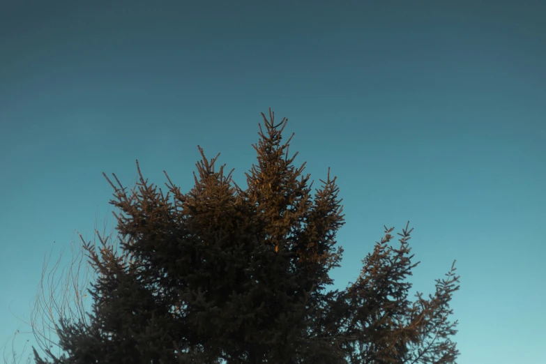 a single tree stands at the top of a hill