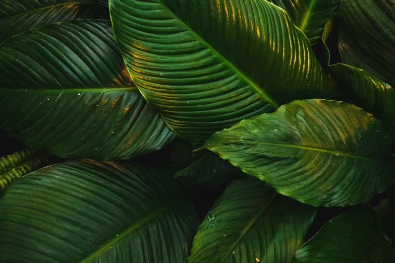 there are many large green leaves that are close together