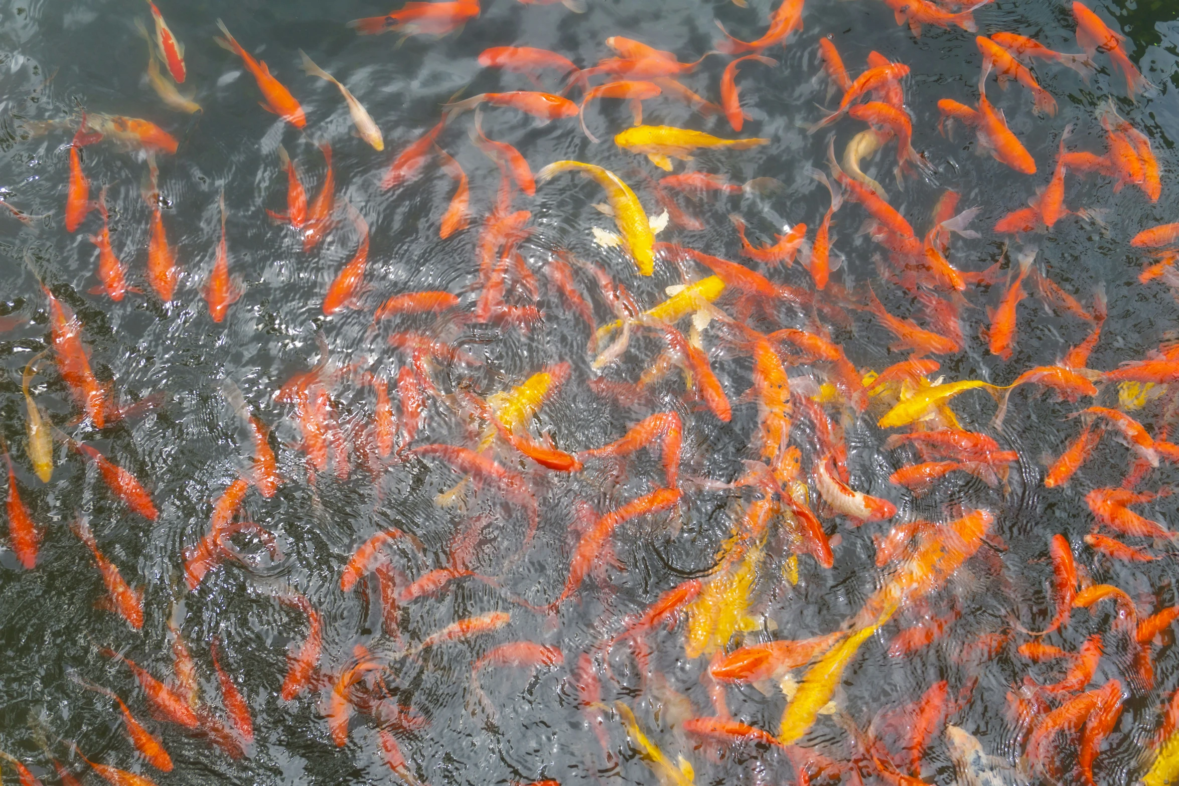 many colorful fish in the water swimming