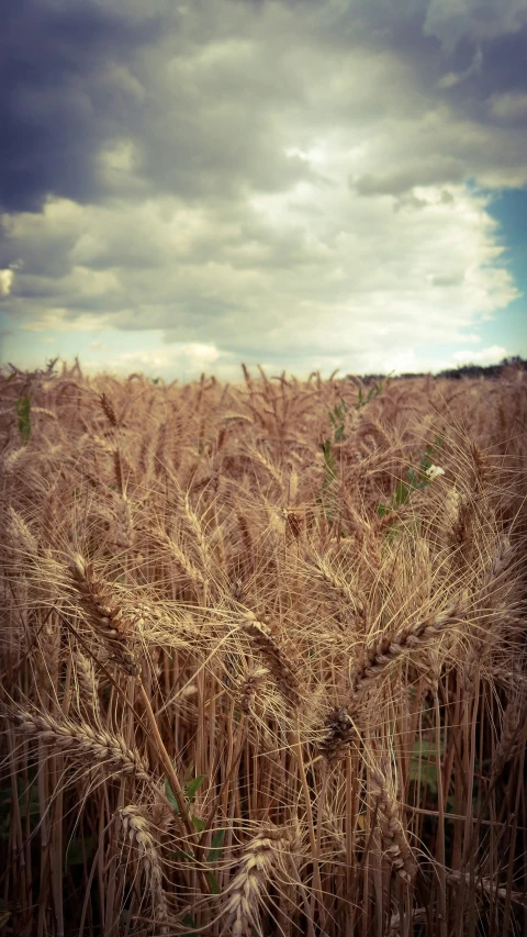 there is an area with grass and cloudy skies