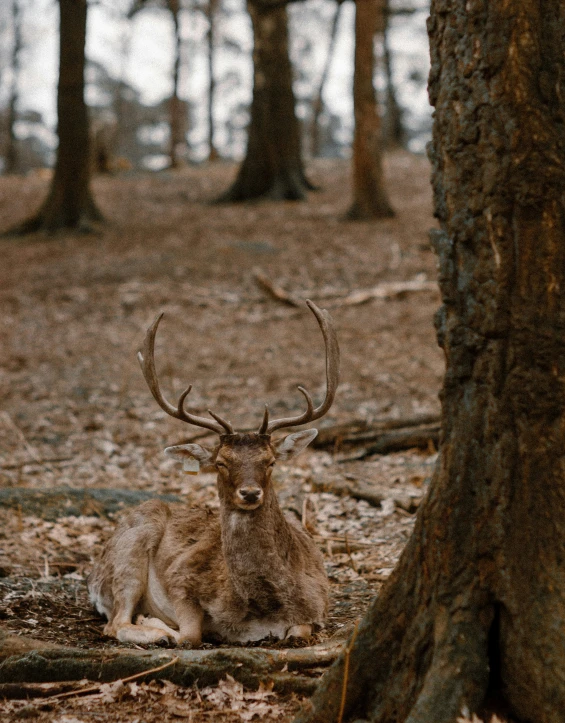 deer laying in the middle of the forest