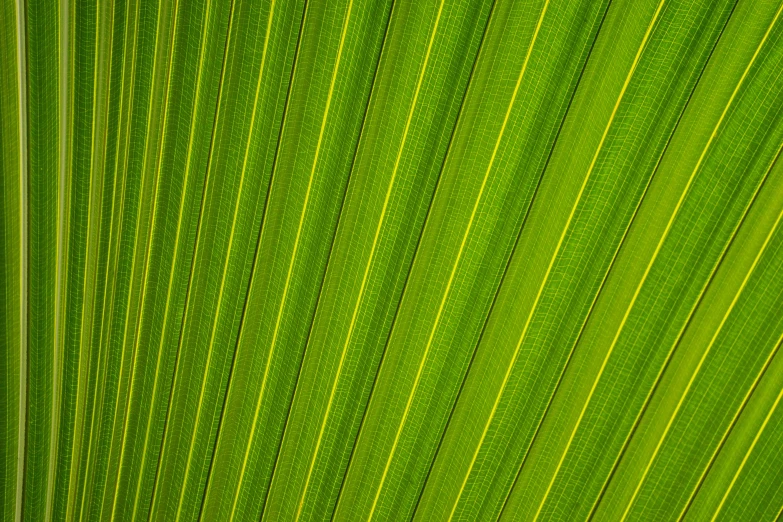 a green leaf is shown in this image