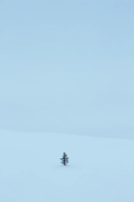 a single tree on a plain covered in snow