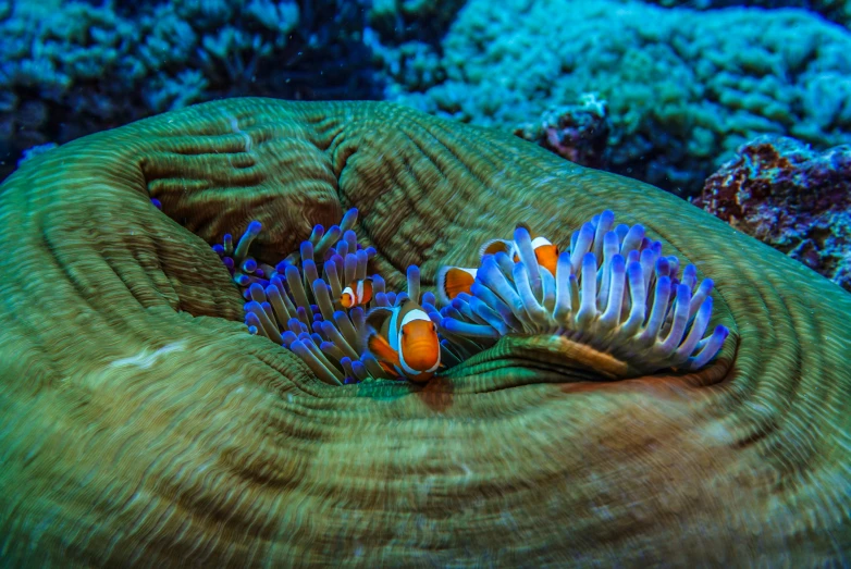 two small, blue and yellow fish swim around a coral