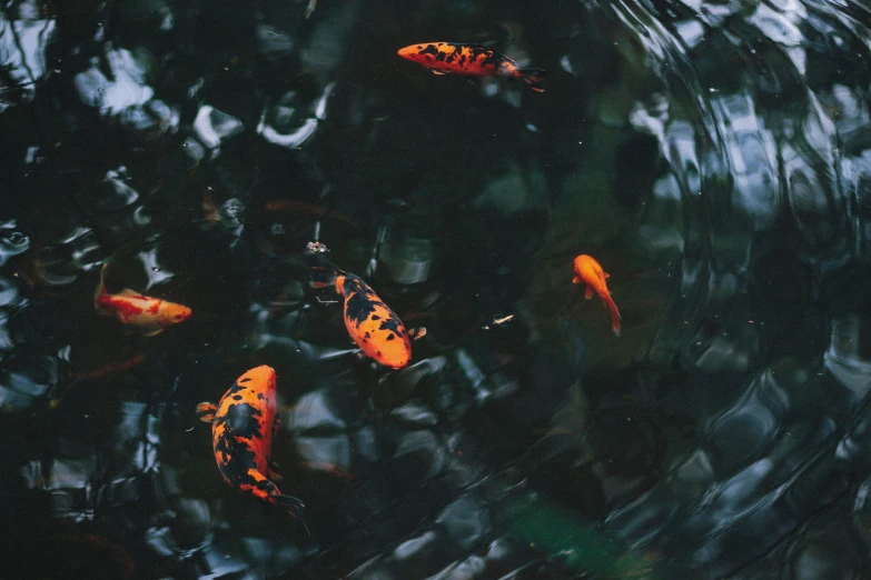 small yellow and black fish in a pond