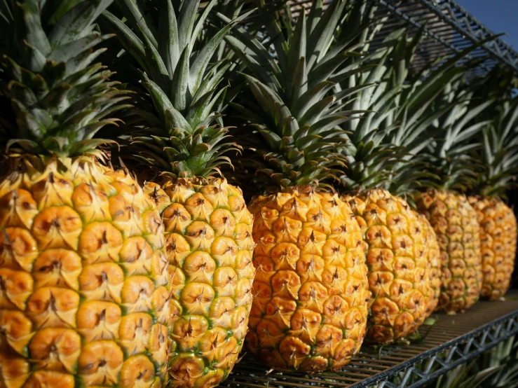 the different varieties of pineapples are on display