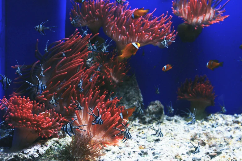 many fish swimming near and inside a sea